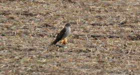 Sparrowhawk with Hoopoe (Natura Indomita).jpg
