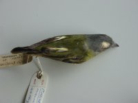 Grey-head Piprites Spec. Brit. Mus. Nat. Hist. Tring.JPG