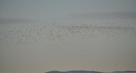 Mixed flock of Little Bustard & PT Sandgrouse 2 (Natura Indomita).jpg