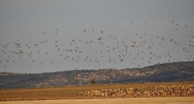 Pin-Tailed Sandgrouse flock 1 (Natura Indomita).jpg