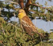 Sudan Golden Sparrow Tuti.jpg