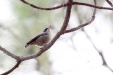 yunnan nuthatch800.jpg