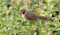 spot-breasted parrotbill800.jpg