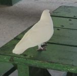 pigeon2.jpg