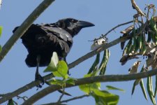 Cuban Crow.jpg