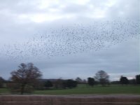 Part of starling flock at FLDSCF9412 (2).JPG