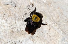 Tree Bumble Bee.jpg