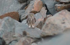 Little Owl.jpg