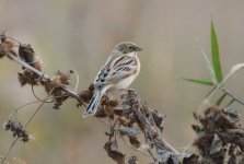 Pallas's Reed Bunting.jpg