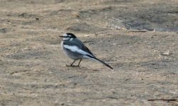 White Wagtail.jpg