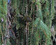 goldcrest.jpg