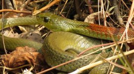 IMG_2046 RN Keelback .jpg