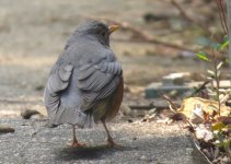 IMG_1969 Grey-backed Thrush @ Yi O.jpg