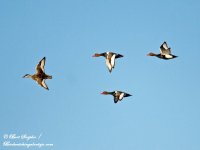 Red-crested Pochard 7.jpg