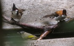 IMG_1339 Crested, Chestnut and Chinese Bulbuls.jpg