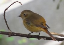 IMG_1350 Daurian (not Black) Redstart.jpg