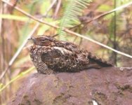 Blackish Nightjar.jpg