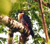 Orange Breasted Falcon (2).jpg