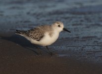 sanderling3.jpg