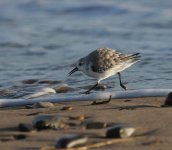 sanderling4.jpg