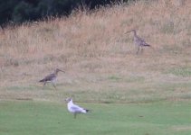 IMG_1247 qu whimbrel.jpg