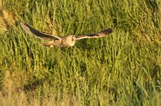 IMG_5894 Short eared owl sm.jpg