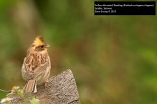 Yellow-throated Bunting.jpg