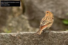 Pallas's Rosefinch.jpg