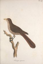 4. Sparrman 1787 - Tanagra capensis.jpg