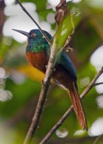 Coppery-Chested Jacamar.jpg