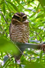 Band bellied owl.jpg