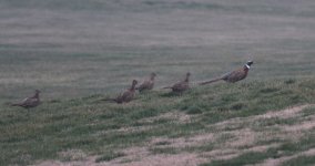 Common Pheasant.jpg