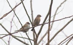 Siberian Accentor.jpg