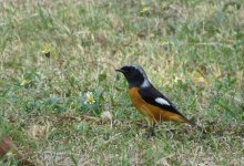 IMG_0373 D Redstart RDBT 2.jpg