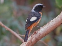 IMG_0385 D Redstart RDBT 1.jpg