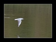 Black-headed gull197.jpg