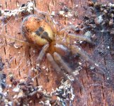 lace webbed spider amaurobius fenestralis churchdown woods 081213xxx.jpg