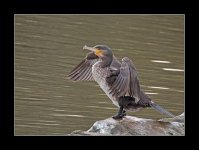 Cormorant156.jpg