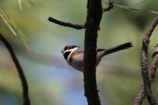 black-throated tit800.jpg