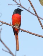 long-t-minivet.jpg