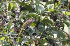 mountain bulbul.jpg