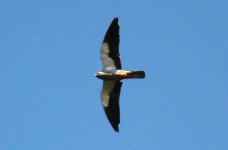 Amur Falcon.jpg