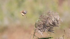 Chinese Penduline Tit.jpg