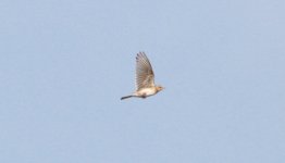 Eurasian Skylark.jpg