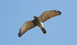 Grey-faced Buzzard.jpg