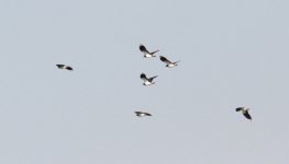 Northern Lapwing.jpg