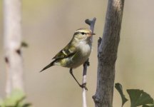 Yellow-browed Warbler.jpg