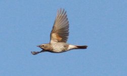 Dusky or Naumann's Thrush.jpg