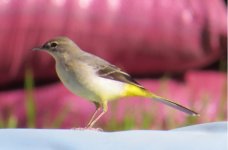 Grey_Wagtail_Juv.jpg