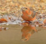 crossbill.jpg